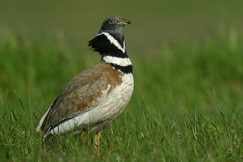 Gallina prataiola in Digiscoping